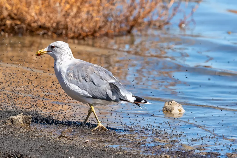 A California Gull walks along the shore, searching for food while surrounded by a swarm of bugs.